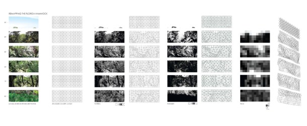 Figure 4: Canopy_Florida_11.09.09, 10:00AM (Sara Johnson, 2010)